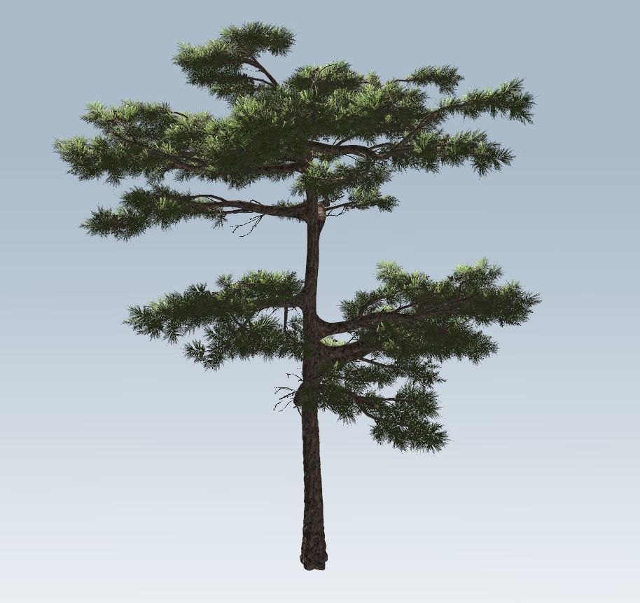 Huangshan Pine 3D model_4