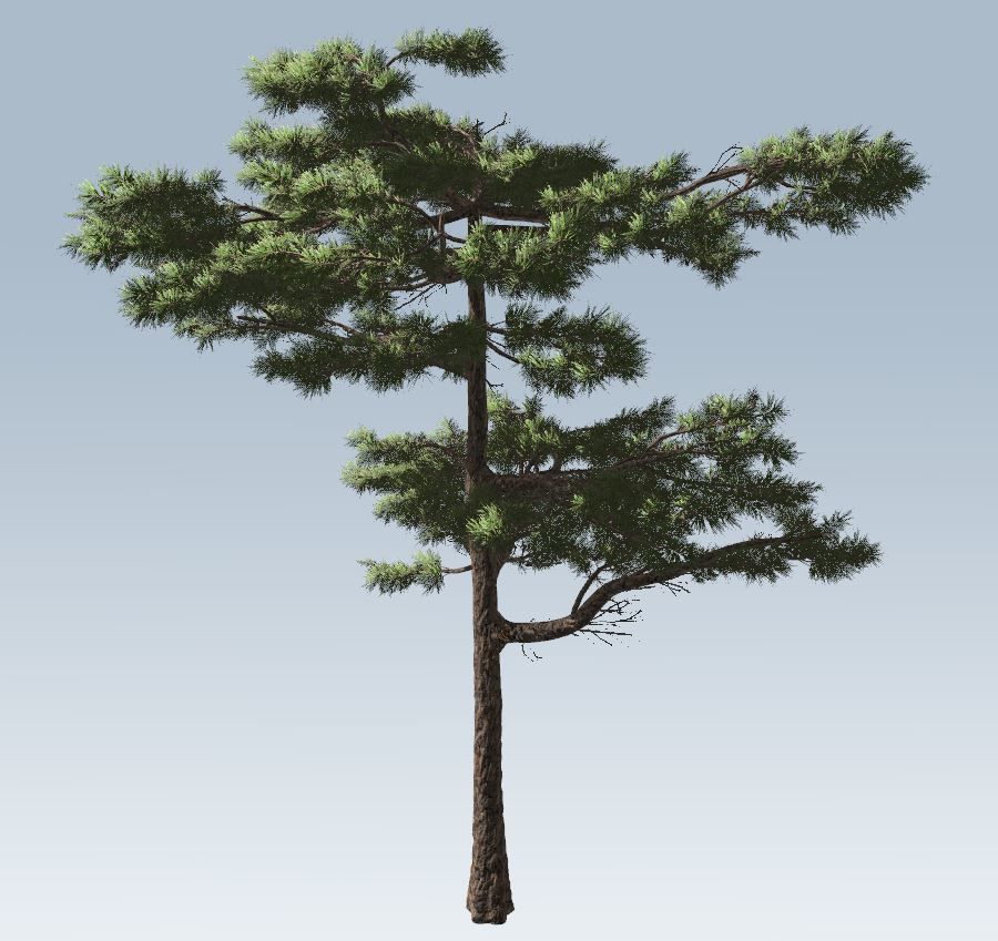 Huangshan Pine 3D model_2