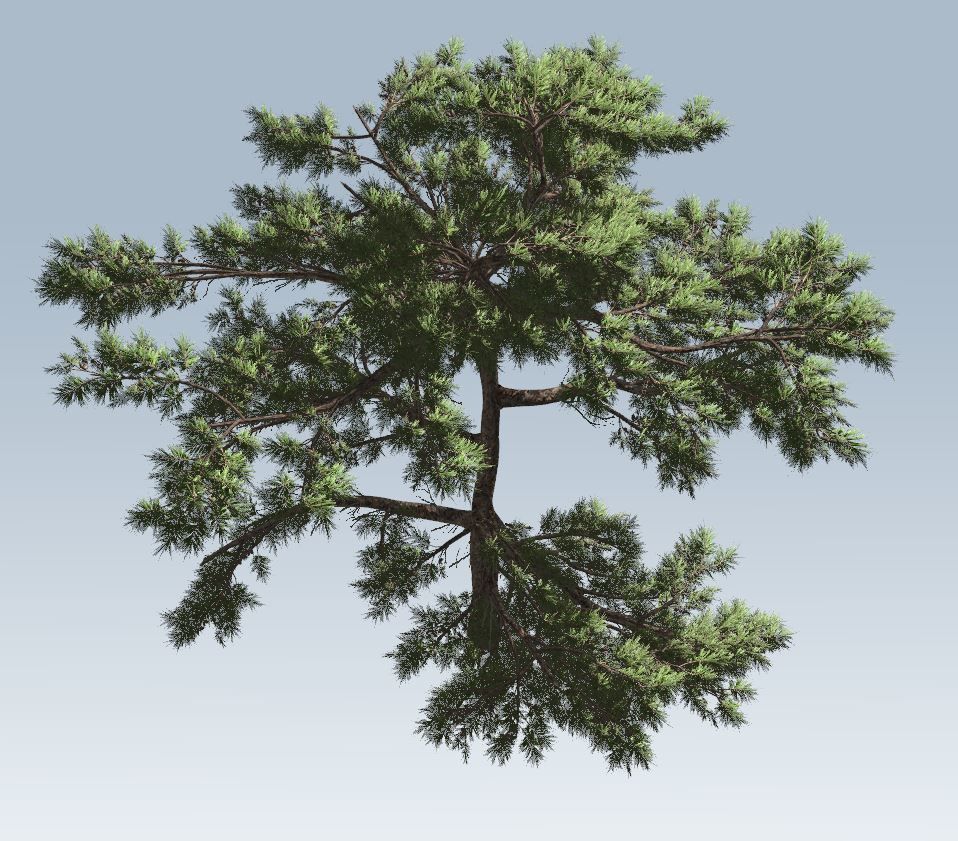 Huangshan Pine 3D model_6