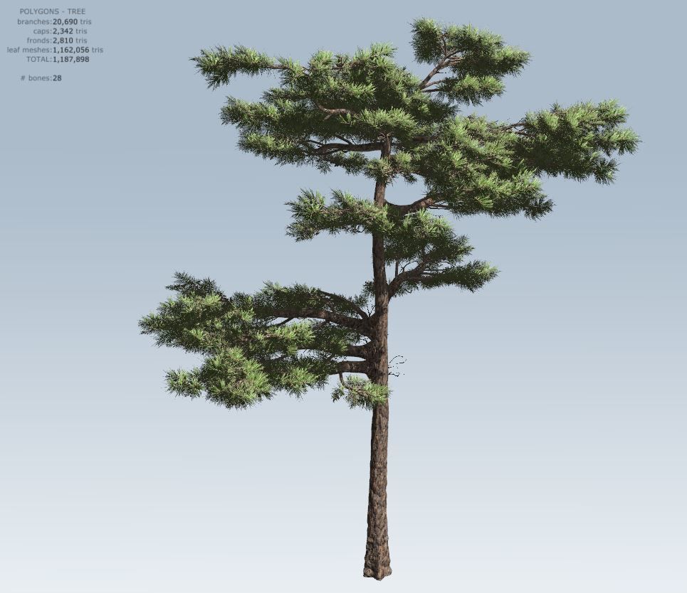 Huangshan Pine 3D model_12