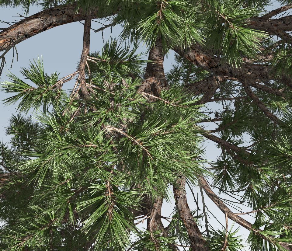 Huangshan Pine 3D model_9