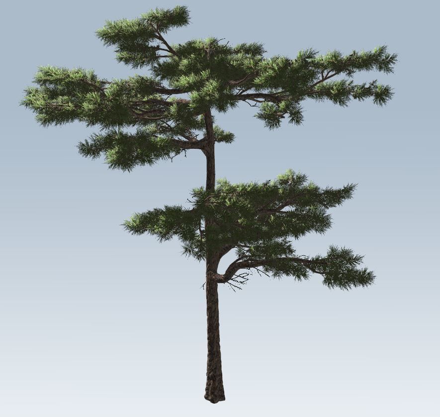 Huangshan Pine 3D model_3