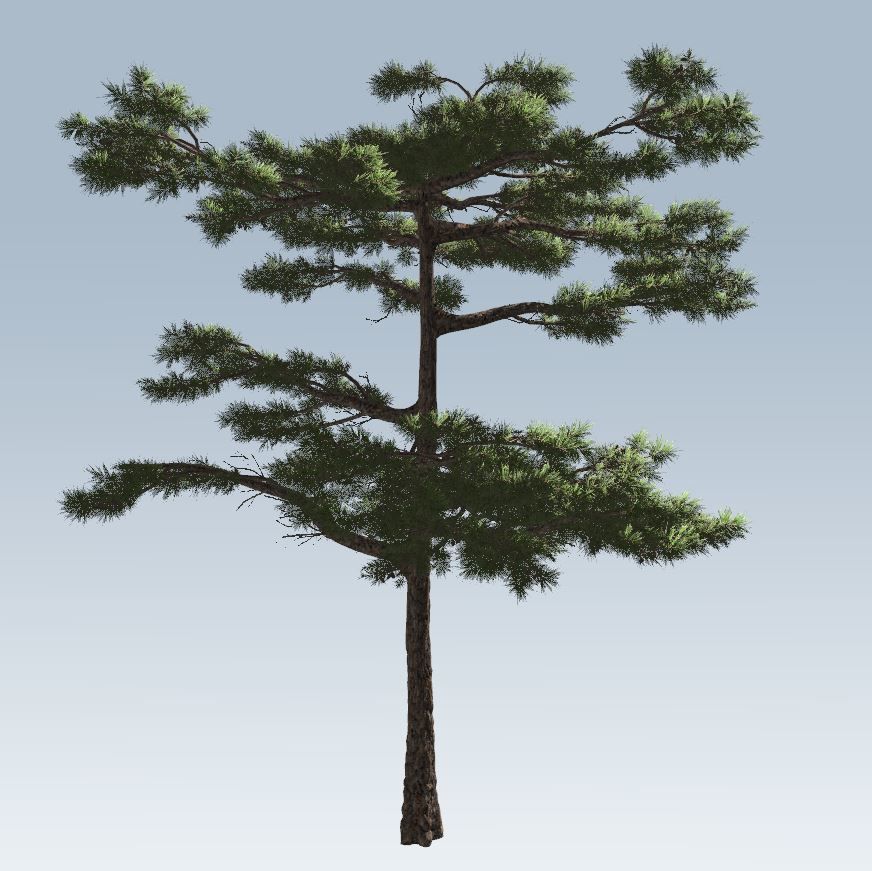 Huangshan Pine 3D model_5
