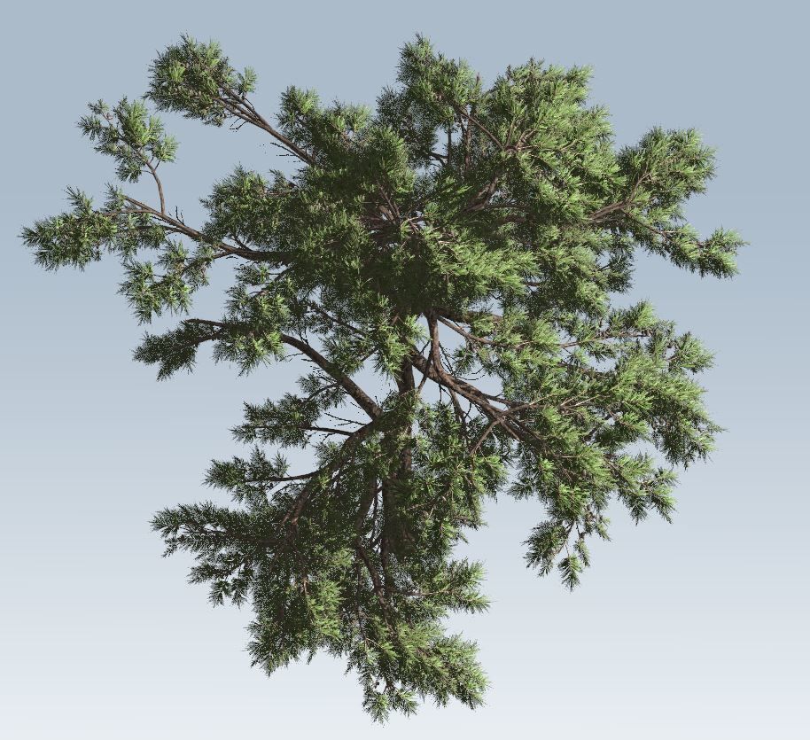Huangshan Pine 3D model_7