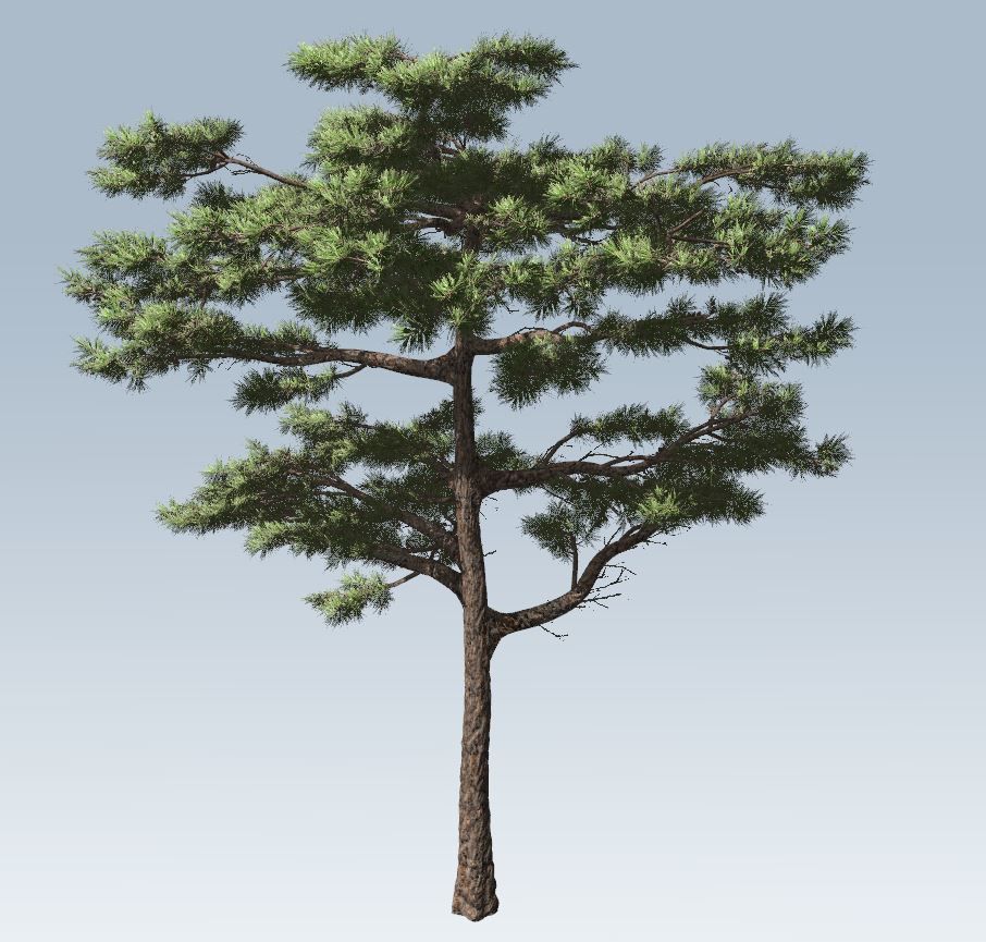 Huangshan Pine 3D model_1