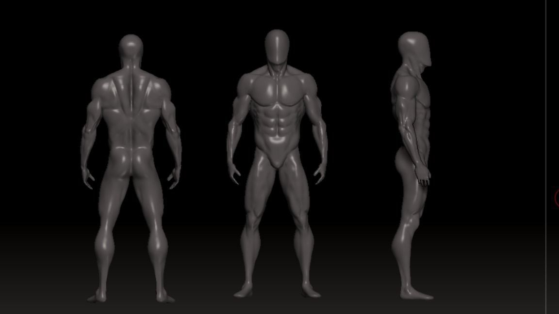 male anatomy modeler Low-poly 3D model_5