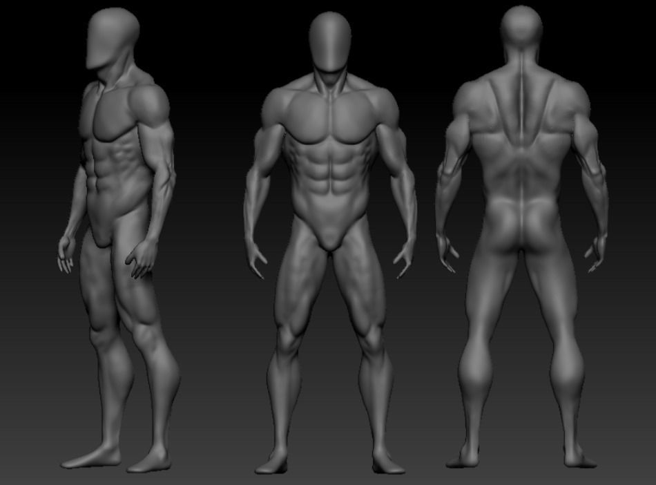 male anatomy modeler Low-poly 3D model_2