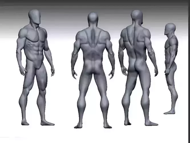male anatomy modeler Low-poly 3D model