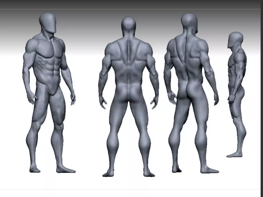 male anatomy modeler Low-poly 3D model_0