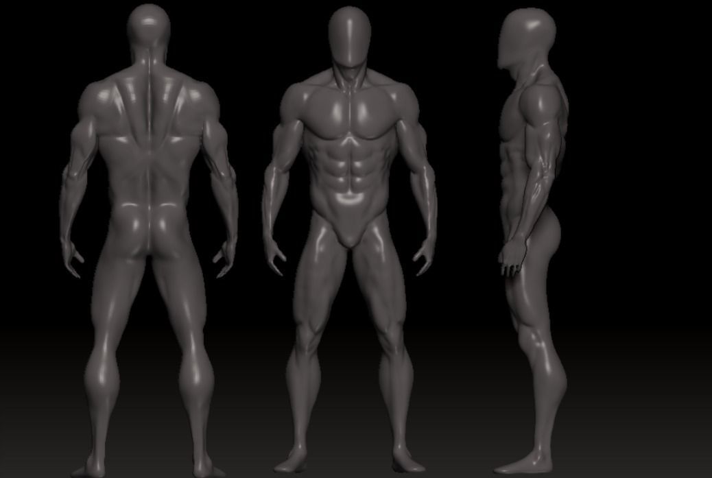 male anatomy modeler Low-poly 3D model_6