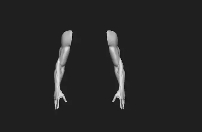 arm anatomy study Free 3D model