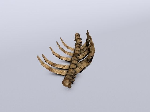 Ruined skeleton ribs Low-poly 3D model_5