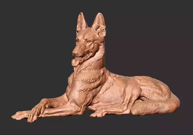 Belgium melonaus dog