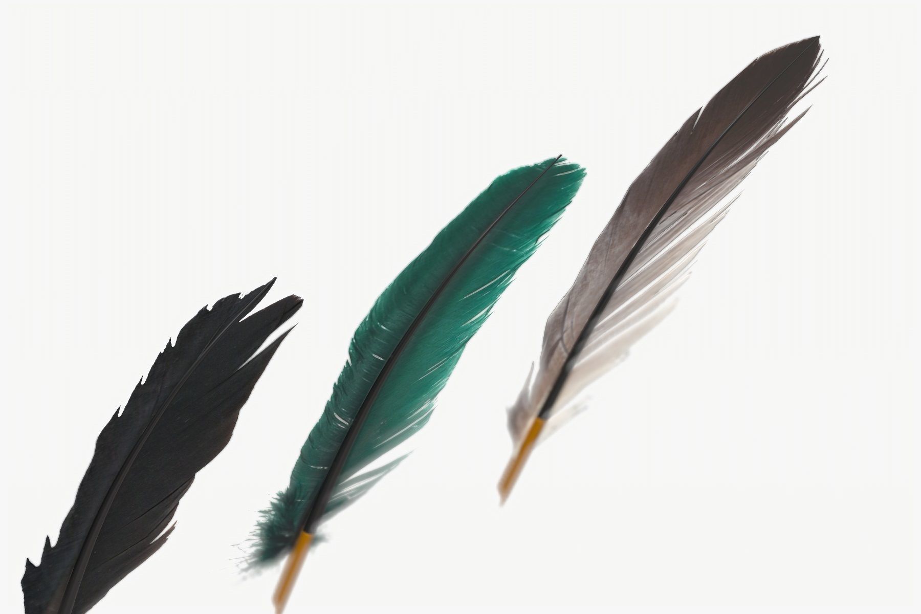 Feathers Pens pack Low-poly 3D model_3
