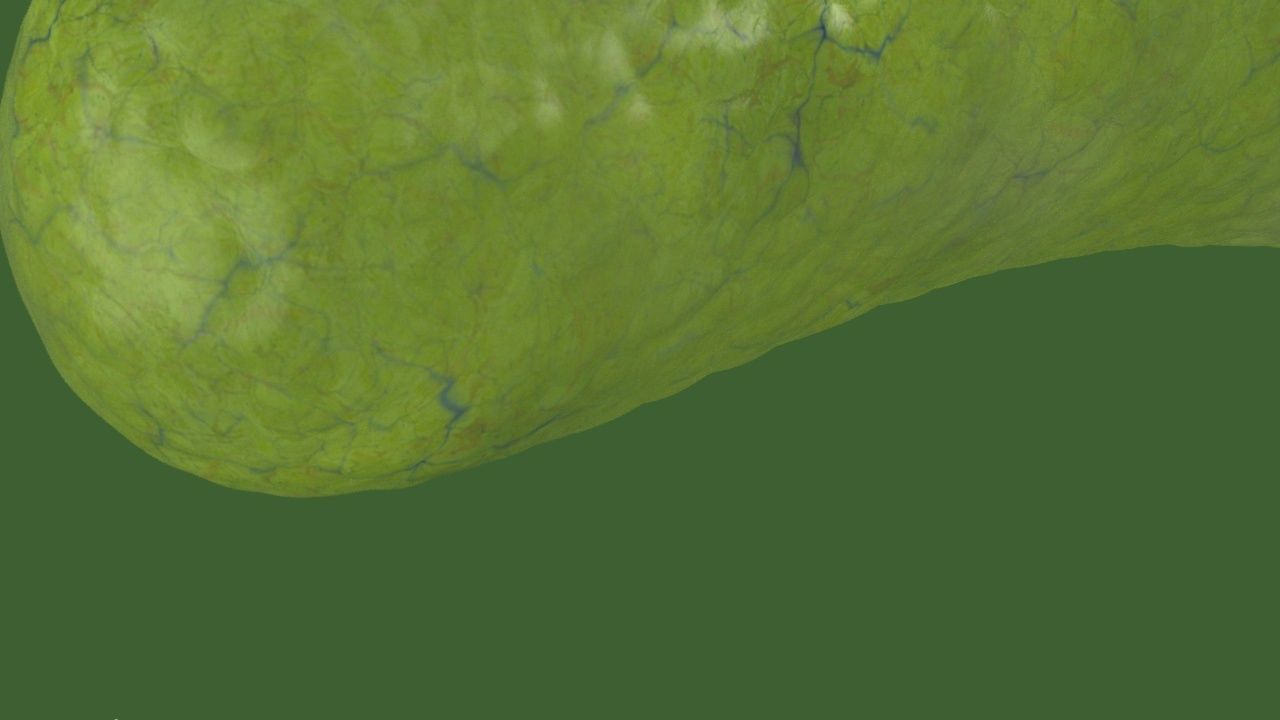 Vibrio cholerae 3D model_12