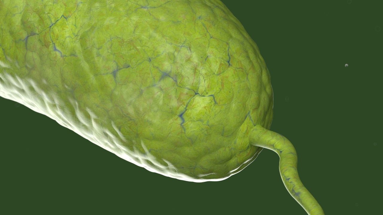 Vibrio cholerae 3D model_6