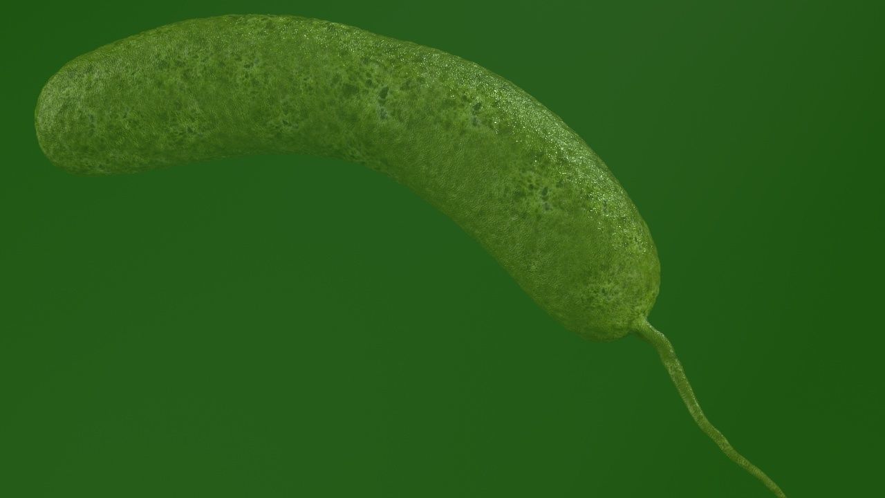 Vibrio cholerae 3D model_20