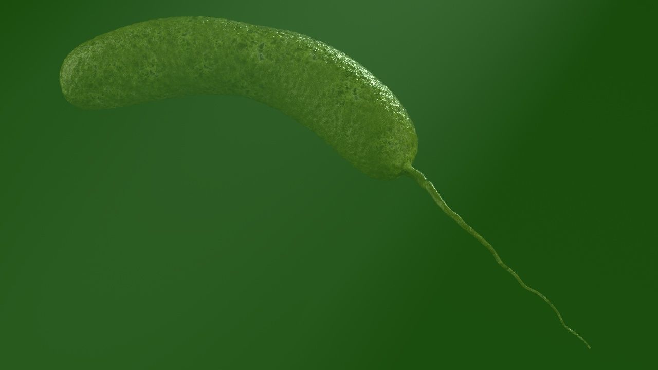 Vibrio cholerae 3D model_21