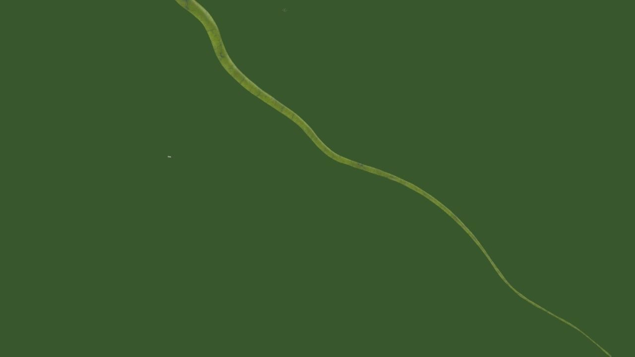 Vibrio cholerae 3D model_16