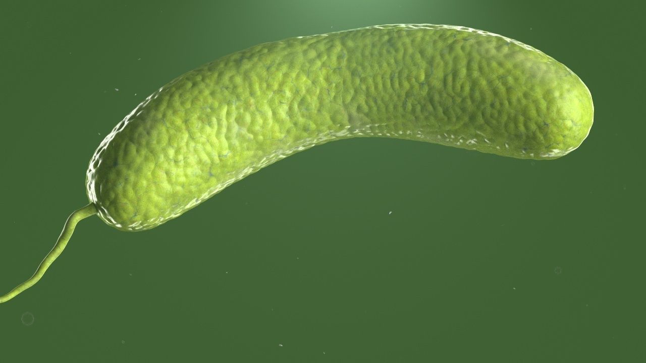 Vibrio cholerae 3D model_23
