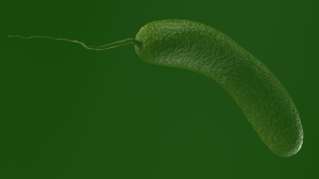 Vibrio cholerae 3D model_22
