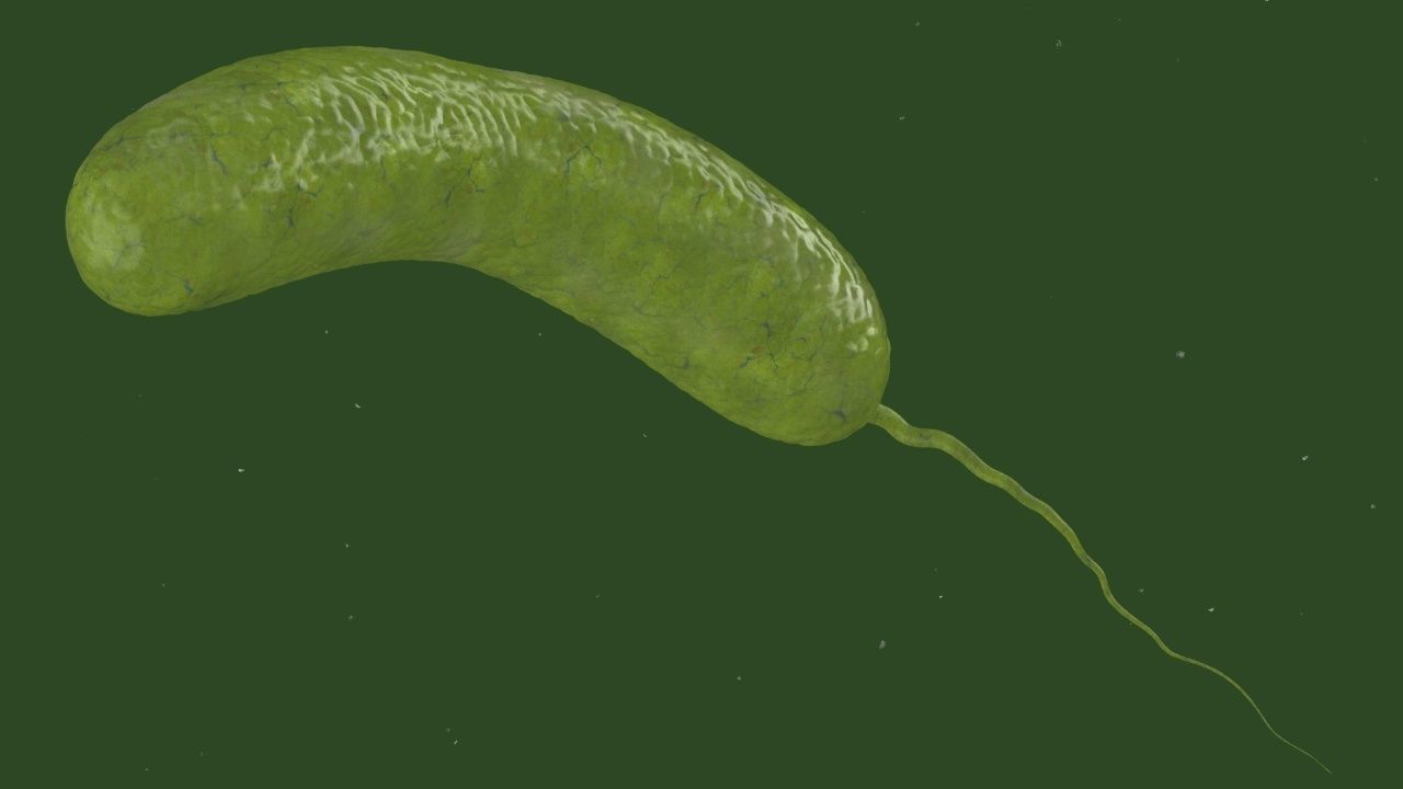 Vibrio cholerae 3D model_10