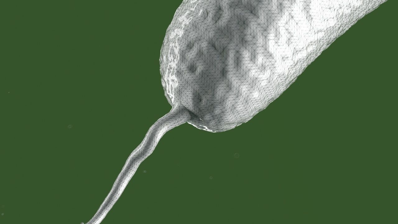 Vibrio cholerae 3D model_3
