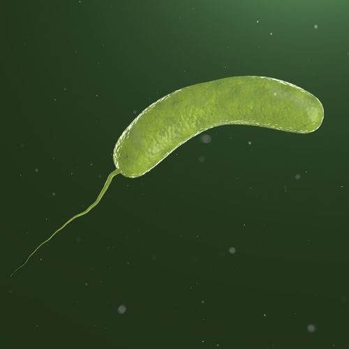 Vibrio cholerae 3D model