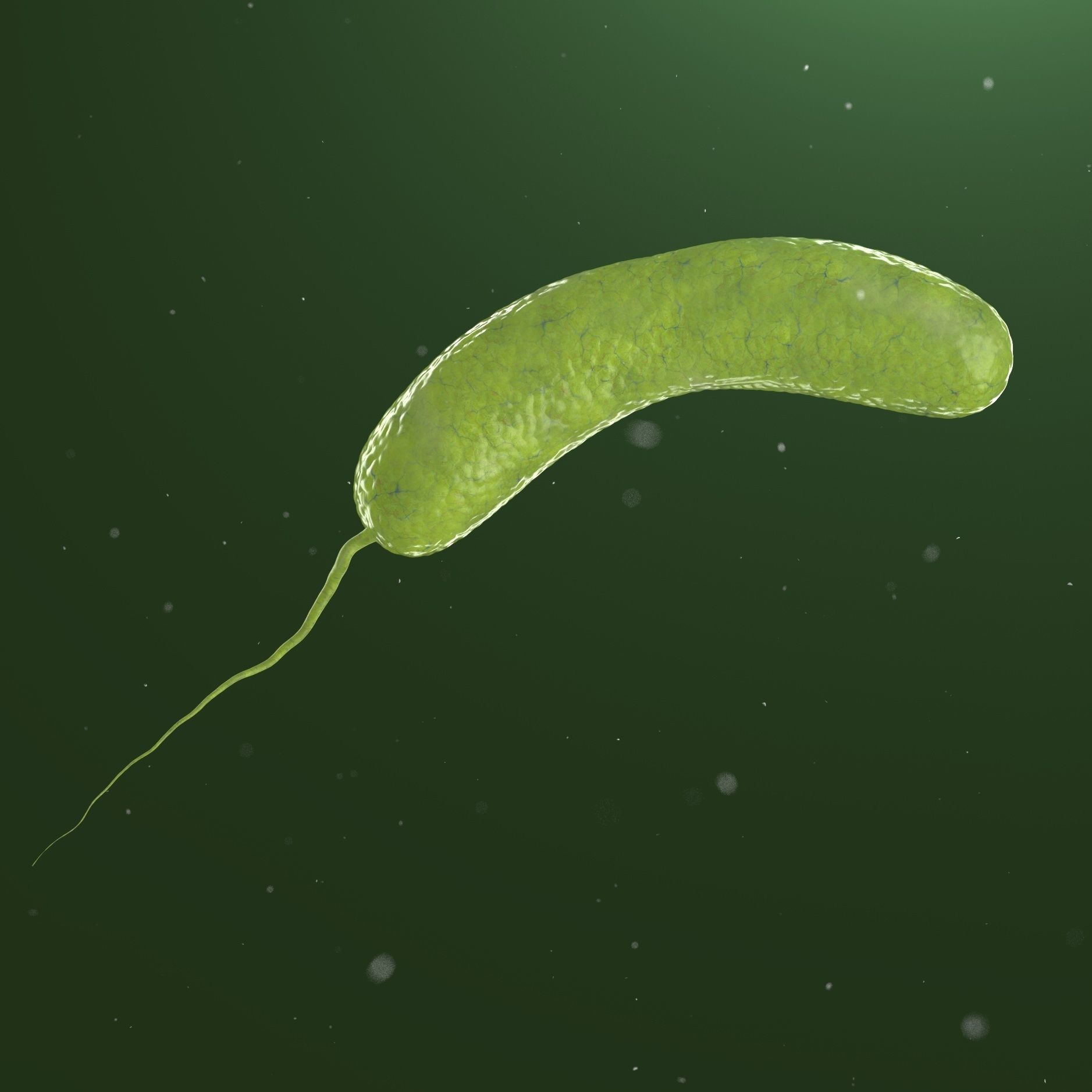 Vibrio cholerae 3D model_0