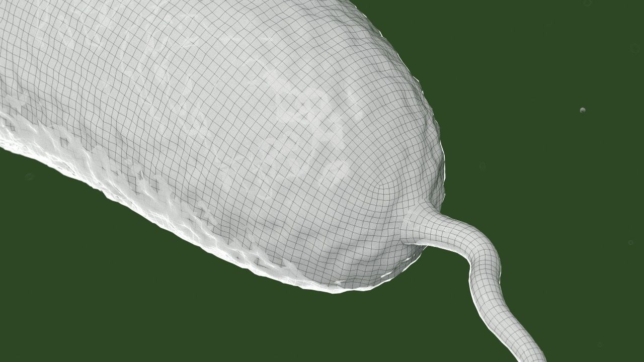 Vibrio cholerae 3D model_5