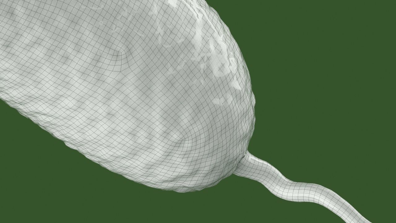 Vibrio cholerae 3D model_14