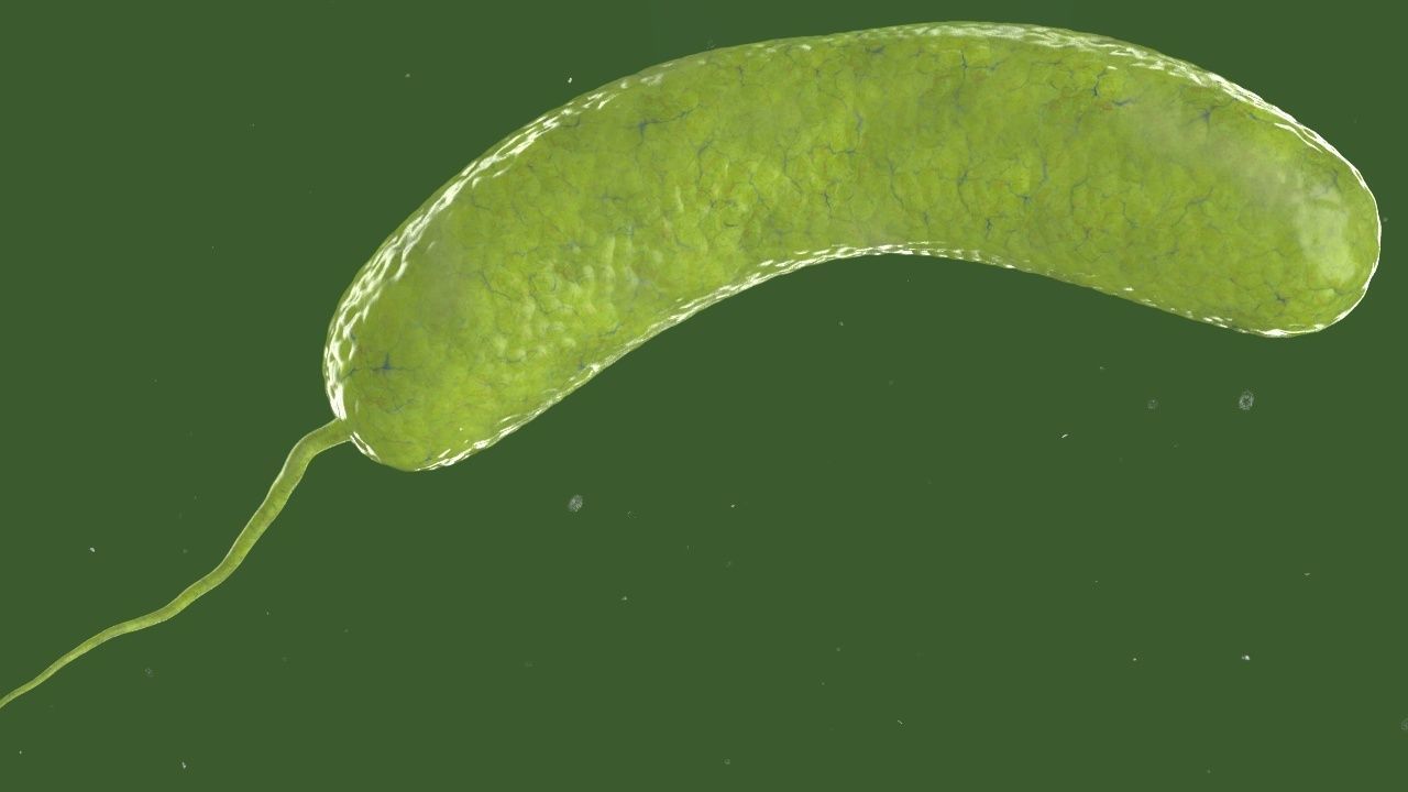Vibrio cholerae 3D model_1