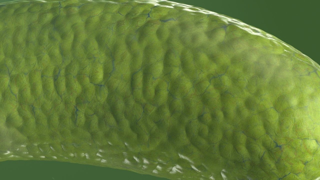 Vibrio cholerae 3D model_26