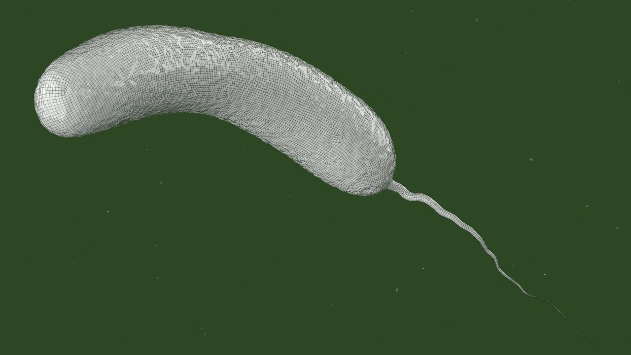 Vibrio cholerae 3D model_9