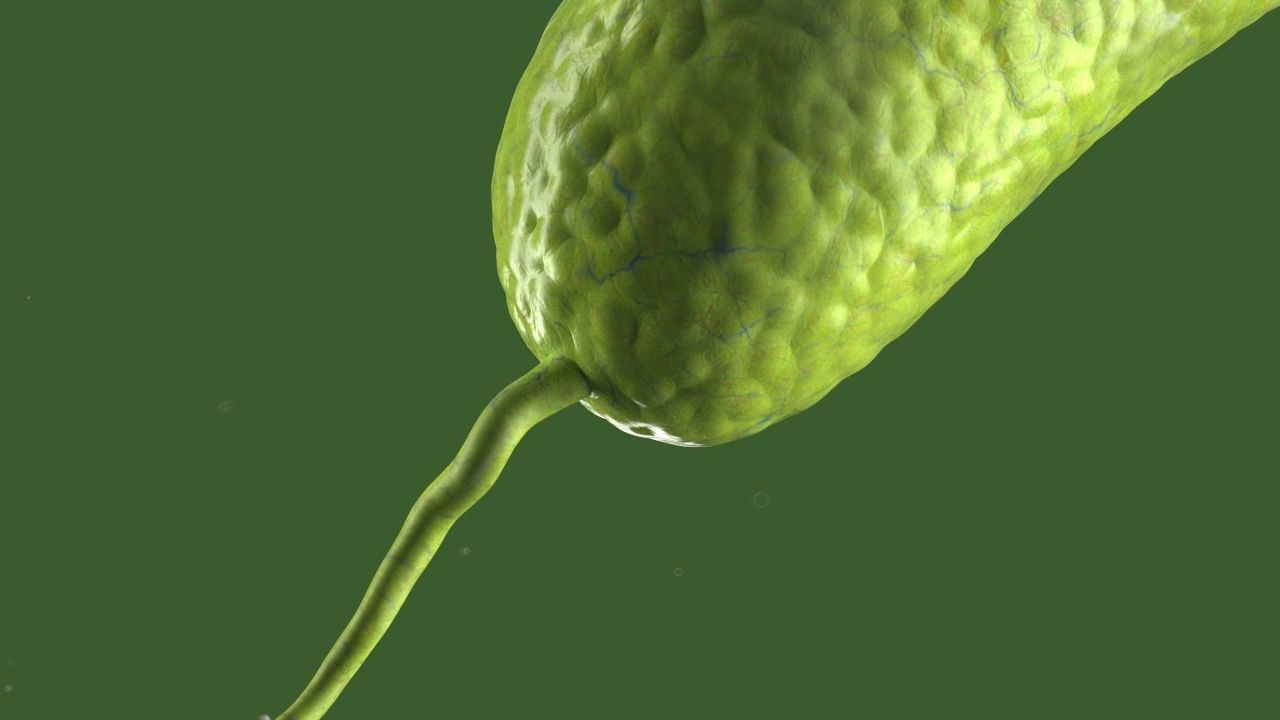 Vibrio cholerae 3D model_2