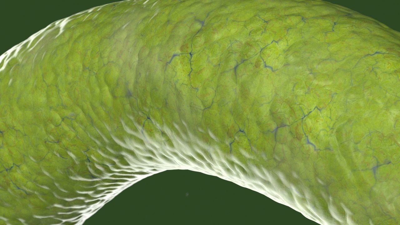 Vibrio cholerae 3D model_7