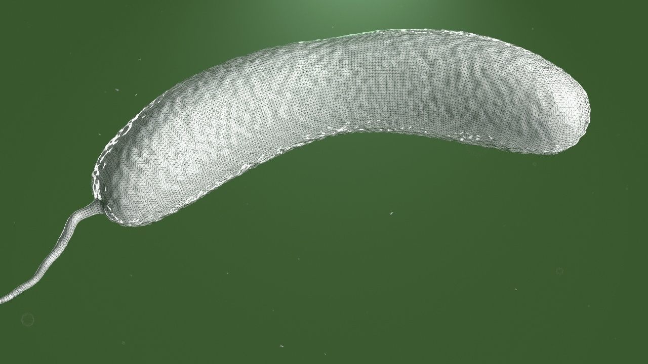 Vibrio cholerae 3D model_24