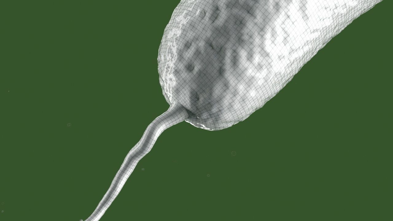 Vibrio cholerae 3D model_4