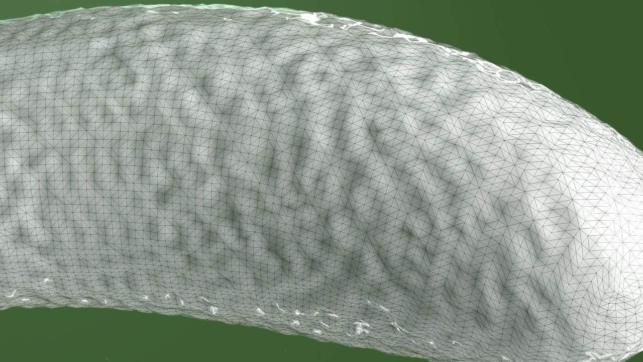 Vibrio cholerae 3D model_25
