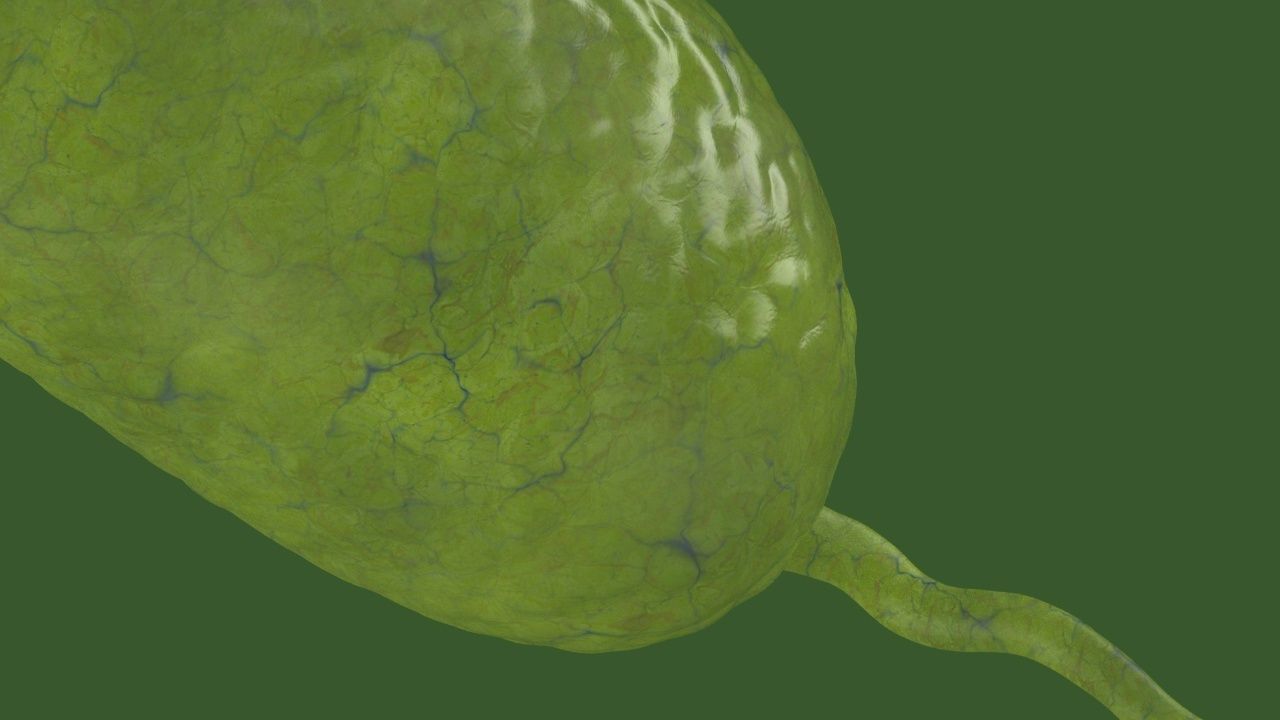 Vibrio cholerae 3D model_15