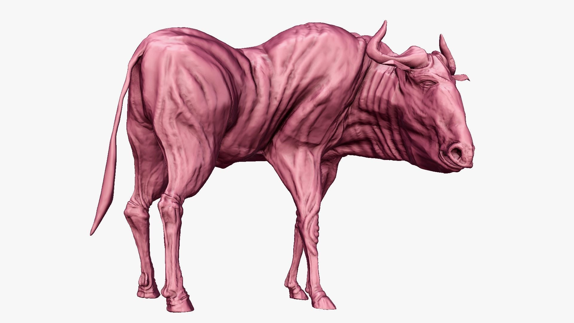 Wildebeest - with LOD and Animation Low-poly 3D model_21