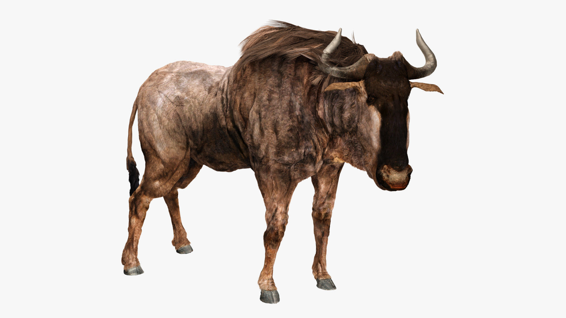 Wildebeest - with LOD and Animation Low-poly 3D model_6