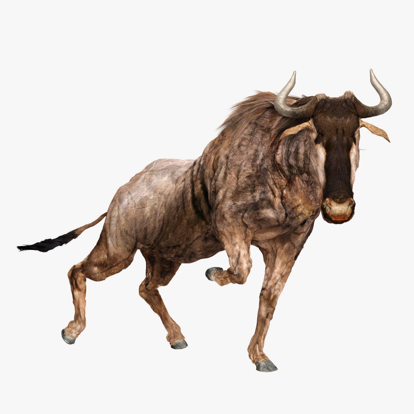 Wildebeest - with LOD and Animation Low-poly 3D model_2