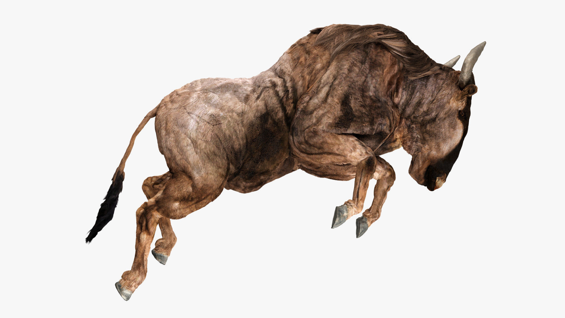 Wildebeest - with LOD and Animation Low-poly 3D model_3