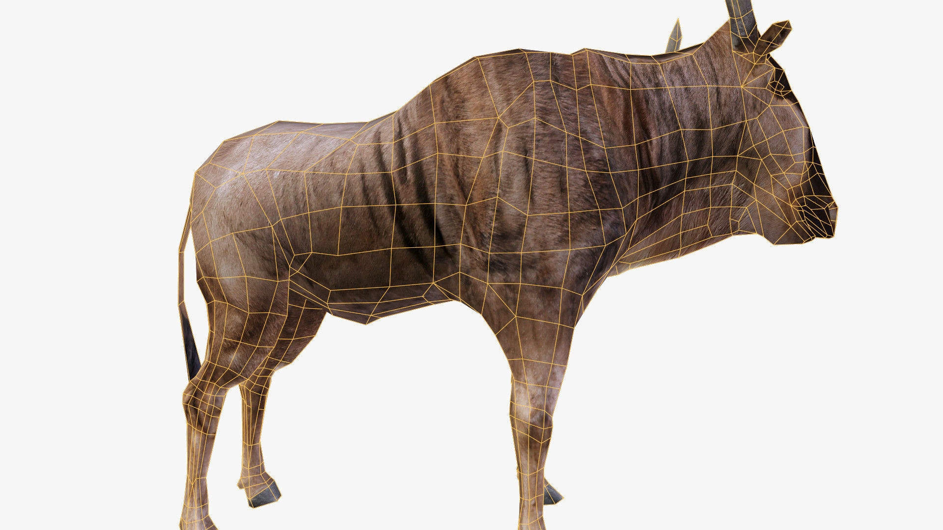 Wildebeest - with LOD and Animation Low-poly 3D model_15