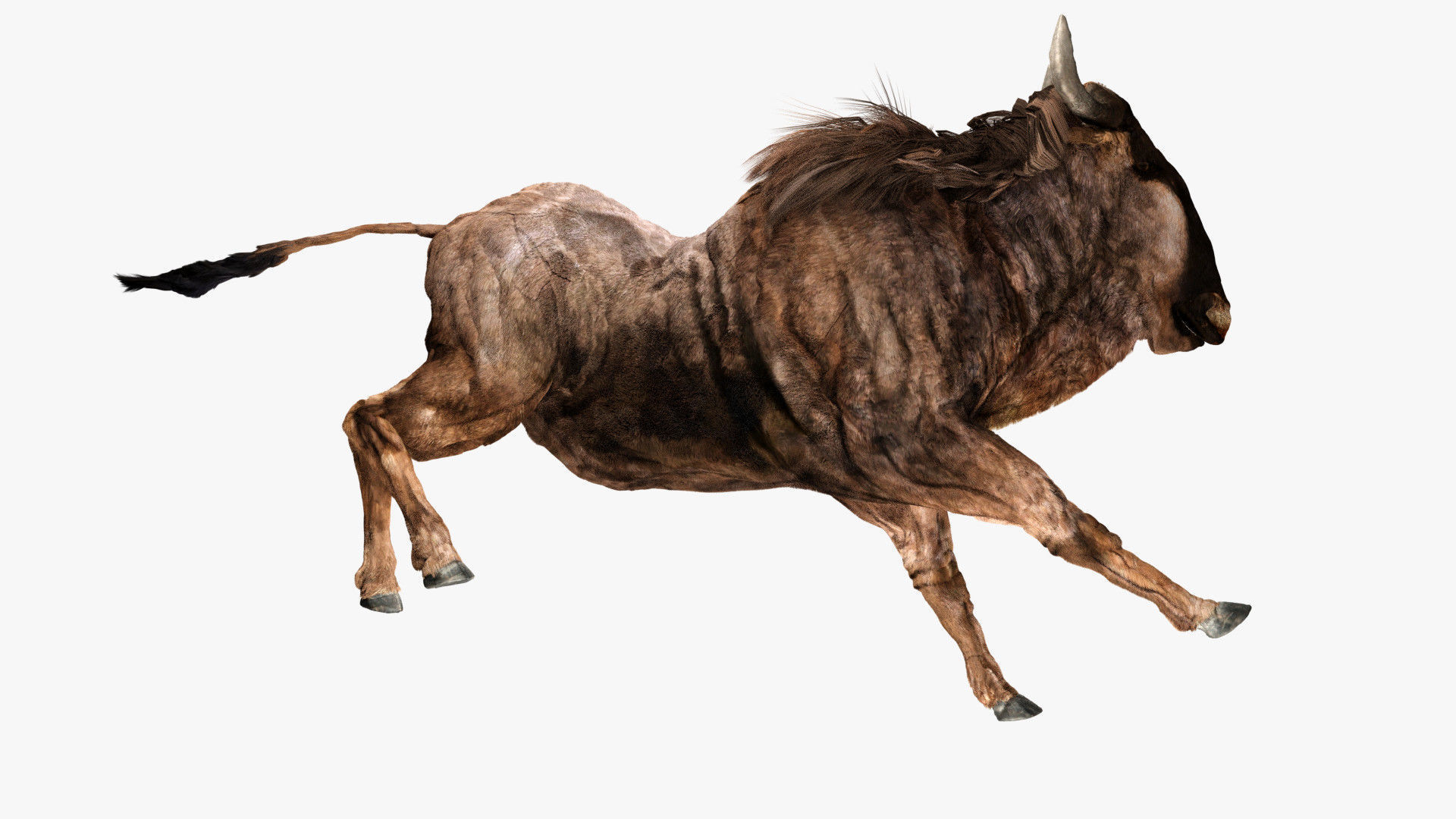 Wildebeest - with LOD and Animation Low-poly 3D model_4