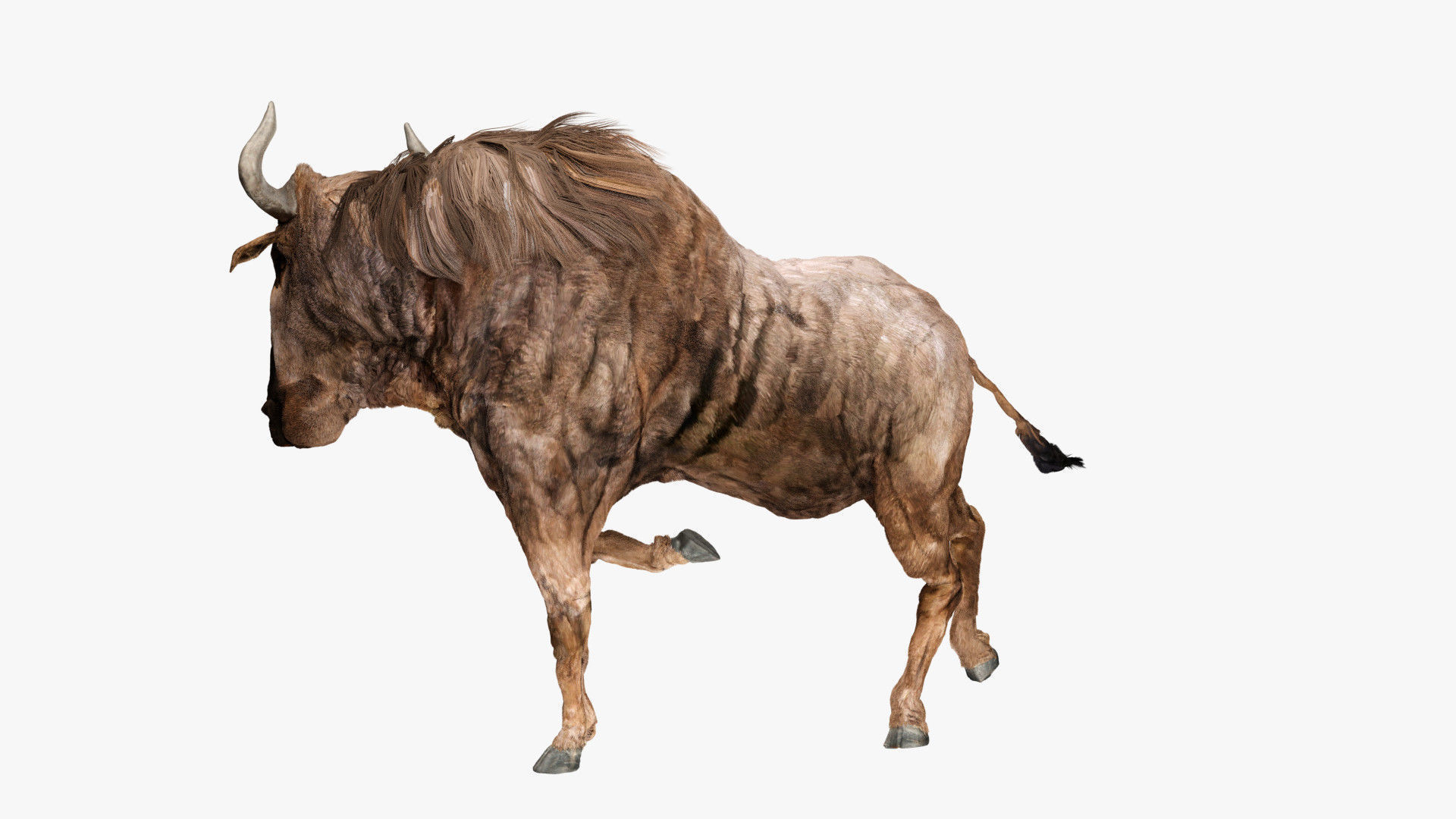 Wildebeest - with LOD and Animation Low-poly 3D model_7