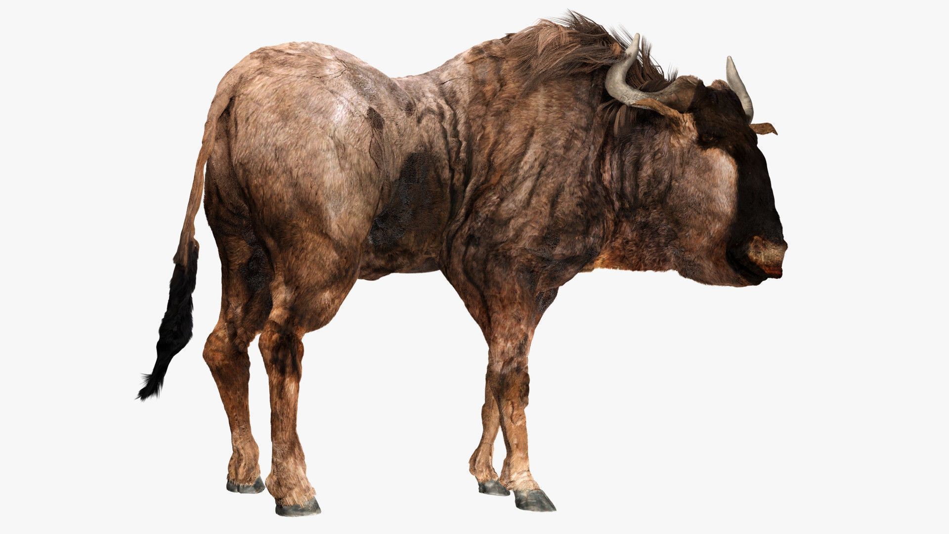 Wildebeest - with LOD and Animation Low-poly 3D model_8
