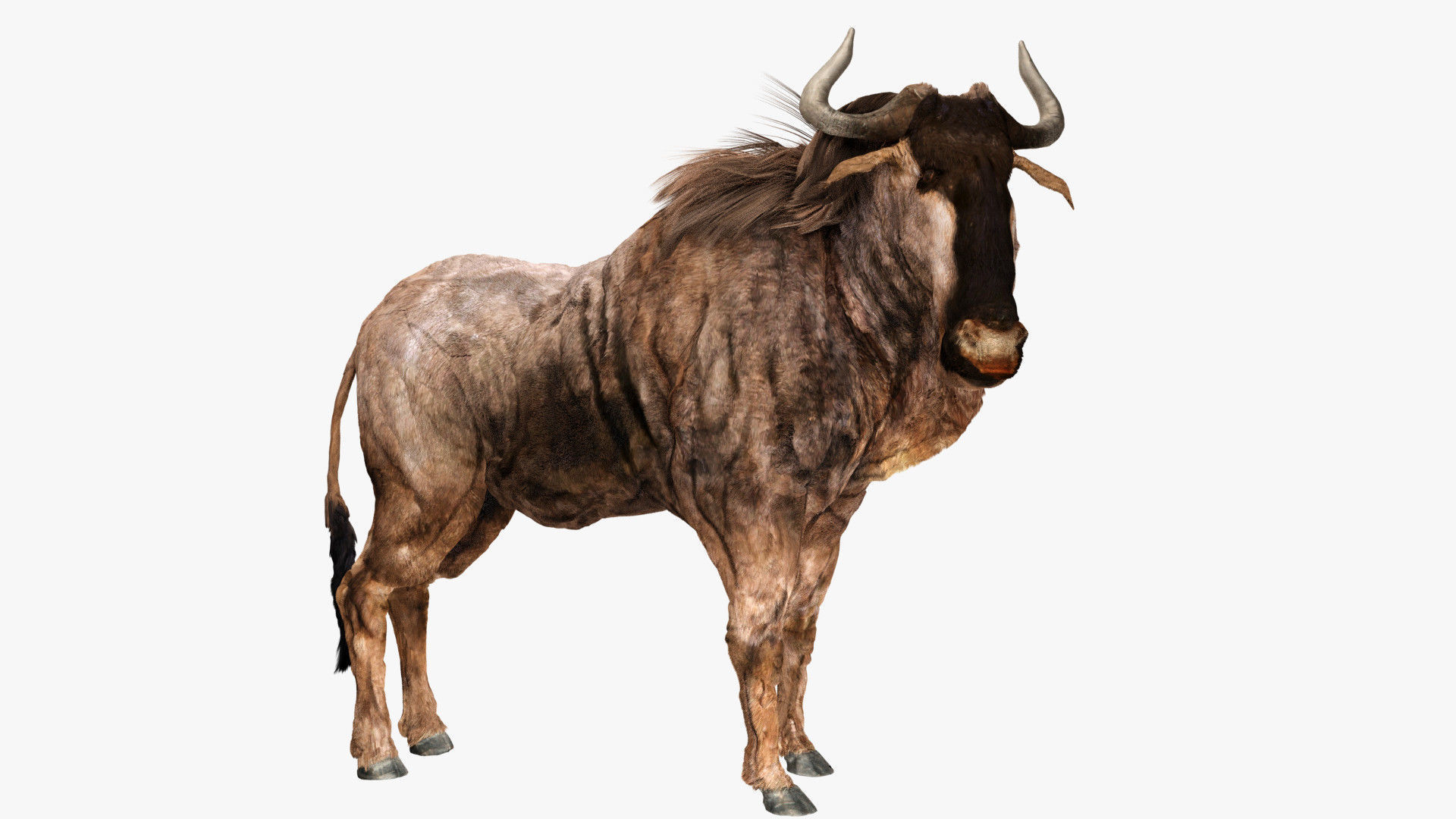 Wildebeest - with LOD and Animation Low-poly 3D model_5