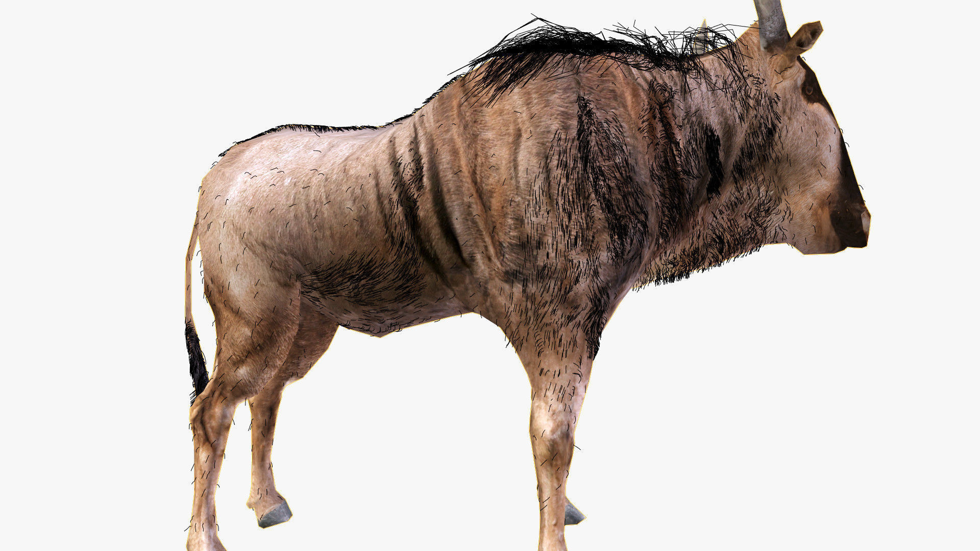 Wildebeest - with LOD and Animation Low-poly 3D model_16